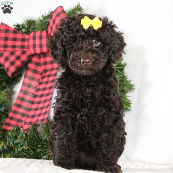 Cocoa, Miniature Poodle Puppy